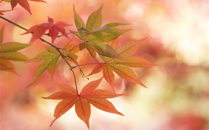 Maple leaves, autumn, twigs, glare Wallpapers Pictures Photos Images