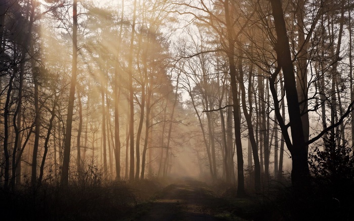 Morning, forest, trees, road, fog Wallpapers Pictures Photos Images