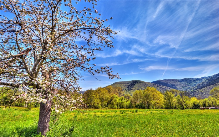 Mountains, tree, field, spring Wallpapers Pictures Photos Images