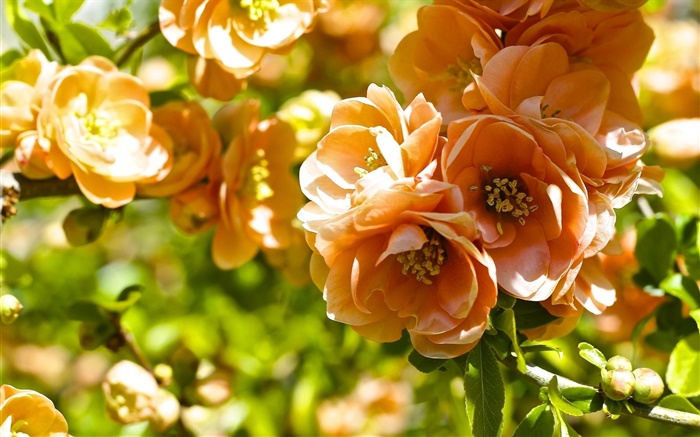 Orange flowers, quince blossom Wallpapers Pictures Photos Images