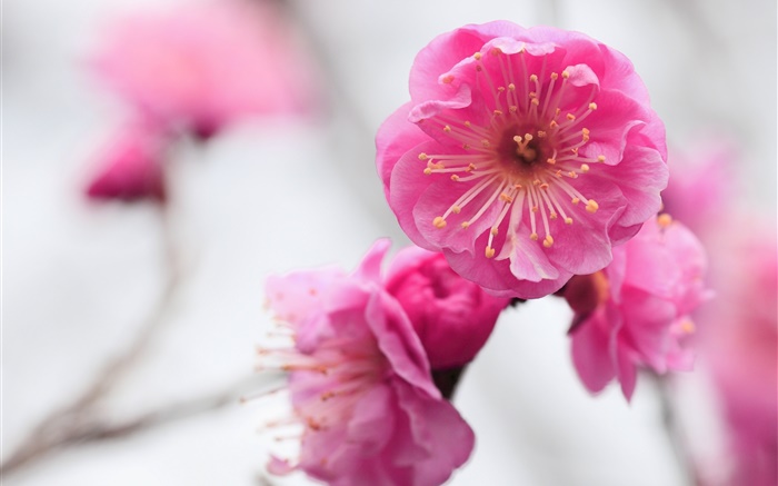 Pink apricot flowers, branch, blurred Wallpapers Pictures Photos Images