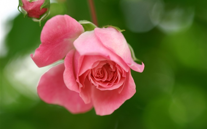 Pink rose flower, petals, buds Wallpapers Pictures Photos Images
