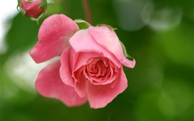Pink rose flower, petals, buds HD wallpaper