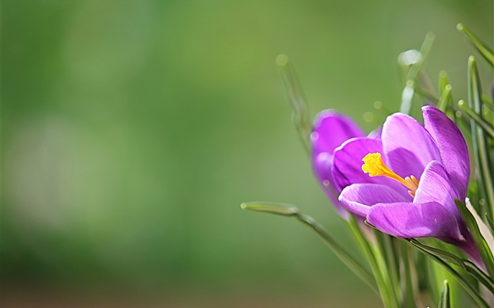 Purple crocus, petals, green background Wallpapers Pictures Photos Images