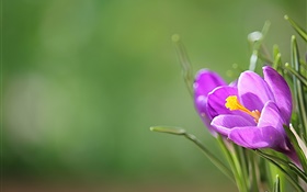 Purple crocus, petals, green background
