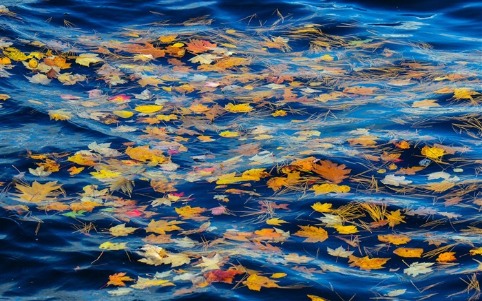 River, water, yellow leaves, autumn Wallpapers Pictures Photos Images