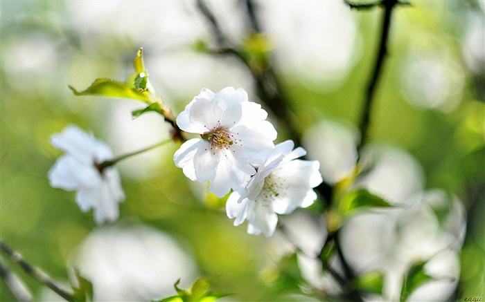 Spring, white flowers, cherry, blur background Wallpapers Pictures Photos Images