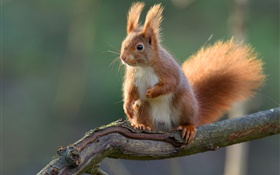 Squirrel close-up, tree branch, bokeh