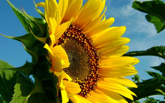 Sunflower close-up, petals, leaf Wallpapers Pictures Photos Images