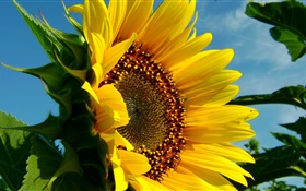 Sunflower close-up, petals, leaf HD wallpaper