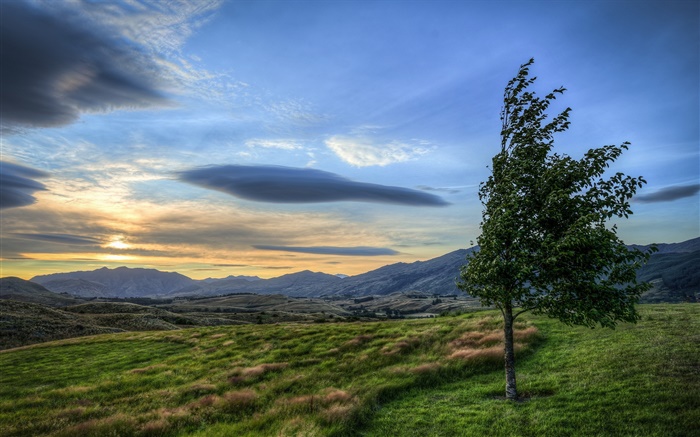 Sunset, clouds, field, tree, wind Wallpapers Pictures Photos Images