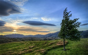 Sunset, clouds, field, tree, wind HD wallpaper