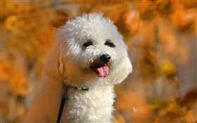 White poodle, cute dog
