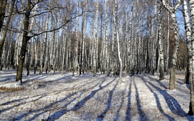 Winter, birch, trees, snow
