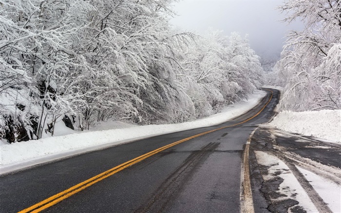 Winter, snow, road, trees, white Wallpapers Pictures Photos Images