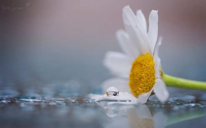 A white chamomile flower, dew, water drops Wallpapers Pictures Photos Images