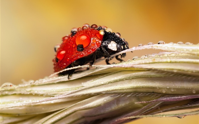 After rain, insect, ladybug, water, dew Wallpapers Pictures Photos Images