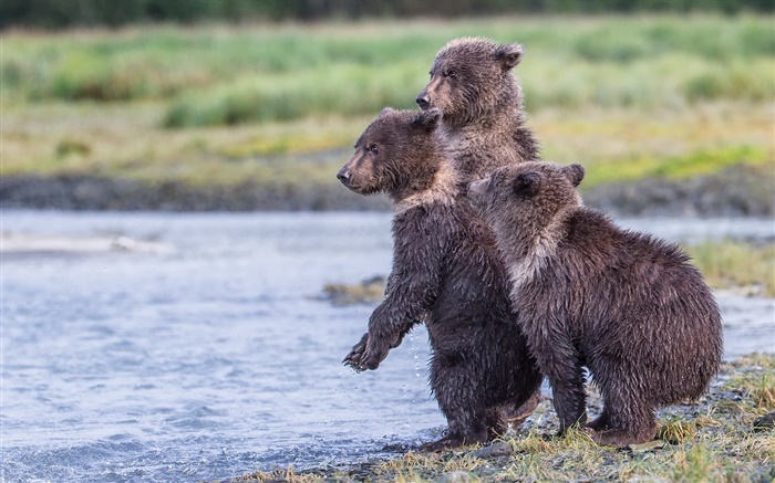 Alaska, Katmai National Park, three bears, cubs, lake Wallpapers Pictures Photos Images