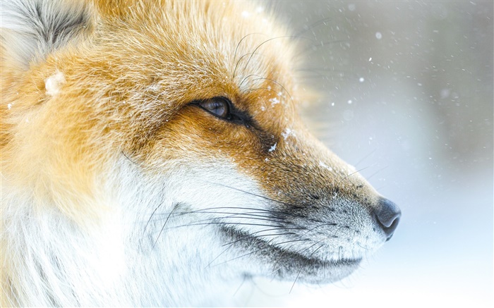 Animal fox close-up, face, winter Wallpapers Pictures Photos Images