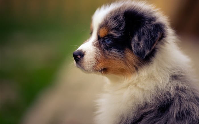 Australian shepherd, puppy, dog Wallpapers Pictures Photos Images