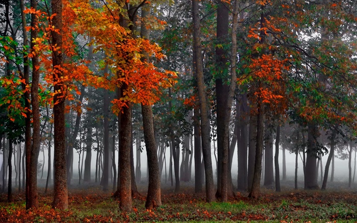 Autumn, forest, trees, fog, morning Wallpapers Pictures Photos Images