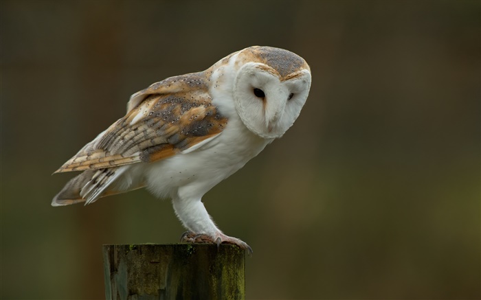 Barn owl, stump, blur background Wallpapers Pictures Photos Images