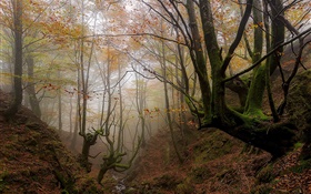 Basque country, Spain, trees, mist, autumn, morning HD wallpaper