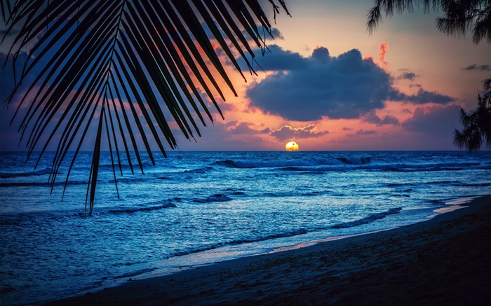 Beach, evening, sunset, clouds, leaves, Caribbean sea Wallpapers Pictures Photos Images
