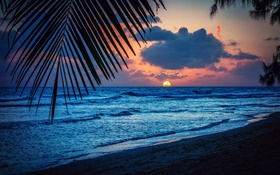 Beach, evening, sunset, clouds, leaves, Caribbean sea HD wallpaper