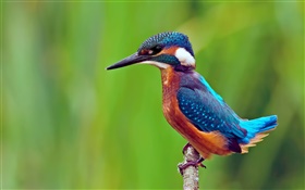 Bird close-up, kingfisher, branch, green background