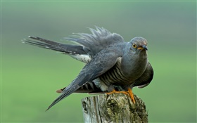 Birds close-up, cuckoo, stump HD wallpaper