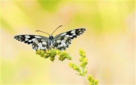 Black white butterfly, yellow flower HD wallpaper
