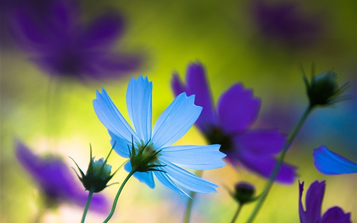 Blue and purple flowers, summer, blur Wallpapers Pictures Photos Images