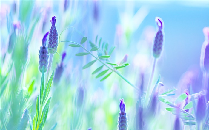 Blue flowers, violet, summer, blur background Wallpapers Pictures Photos Images