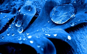 Blue leaf close-up, water drops