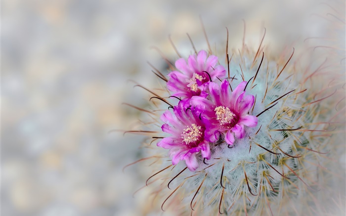 Cactus flowering, pink flowers, needles Wallpapers Pictures Photos Images