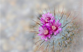 Cactus flowering, pink flowers, needles