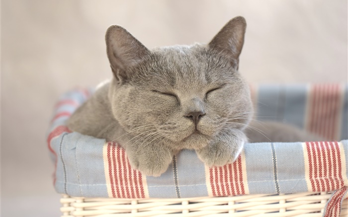Cat sleeping, home Wallpapers Pictures Photos Images