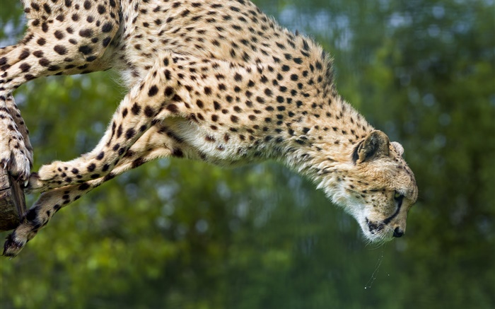 Cheetah jump, big cat Wallpapers Pictures Photos Images