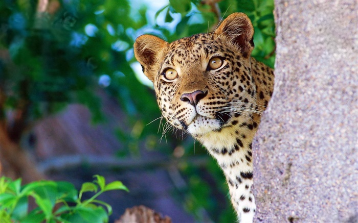 Curiosity leopard, face, eyes, stone Wallpapers Pictures Photos Images