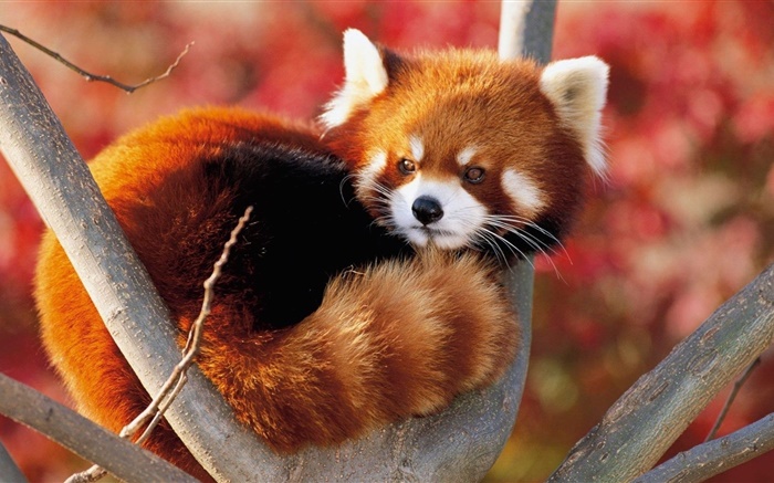 Cute animal in tree, red panda Wallpapers Pictures Photos Images