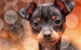 Cute black dog, face, glare HD wallpaper