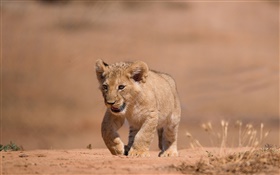Cute little lion cub, walk, ground HD wallpaper