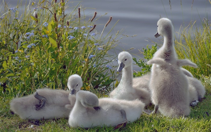 Cute little swans, birds Wallpapers Pictures Photos Images