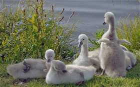 Cute little swans, birds HD wallpaper