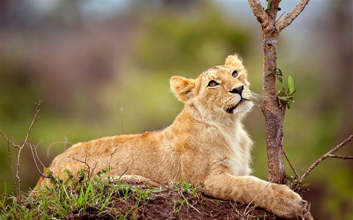 Cute small lion, look, rest Wallpapers Pictures Photos Images
