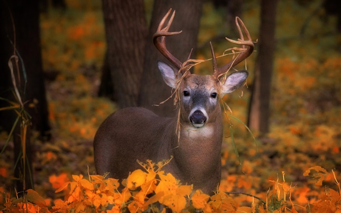 Deer in the autumn, yellow leaves Wallpapers Pictures Photos Images