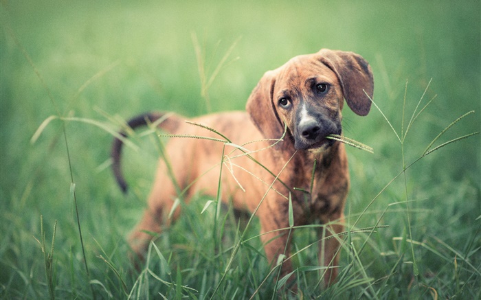 Dog in the grass, green Wallpapers Pictures Photos Images
