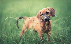 Dog in the grass, green HD wallpaper