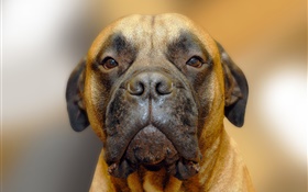 Dog portrait, face HD wallpaper